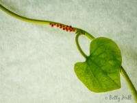 Pipevine Swallowtail butterfly eggs