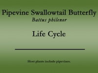 Pipevine Swallowtail butterfly title