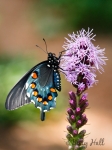 Pipevine Swallowtail butterfly on Blazing Star