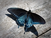 Pipevine Swallowtail butterfly