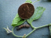 Question Mark butterfly caterpillar