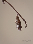 Question Mark butterfly chrysalis