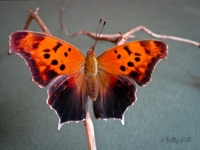 Question Mark butterfly