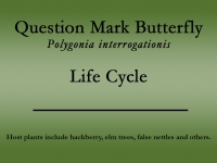Question Mark butterfly title