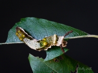 Red-spotted Purple butterfly caterpillar