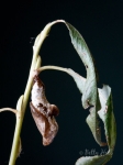 Red-spotted Purple butterfly chrysalis