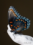 Red-spotted Purple butterfly side view