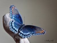Red-spotted Purple butterfly