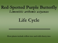 Red-Spotted Purple butterfly title