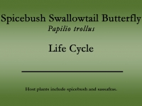 Spicebush Swallowtail butterfly title