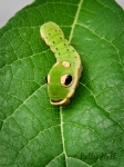 Spicebush Swallowtail butterfly caterpillar