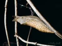 Spicebush Swallowtail butterfly chrysalis