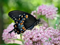 Spicebush Swallowtail butterfly on Swamp Milkweed