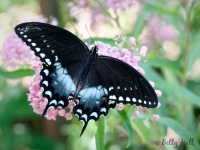 Spicebush Swallowtail butterfly on swamp milkweed