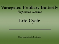 Variegated Fritillary butterfly title