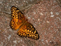 Variegated Fritillary butterfly