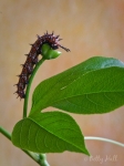 Variegated Fritillary caterpillar