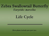 Zebra Swallowtail butterfly title