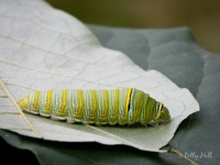 Zebra Swallowtail butterfly caterpillar