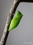 Zebra Swallowtail butterfly chrysalis