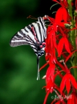 Zebra Swallowtail butterfly on cardinal-flower