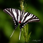 Zebra swallowtail butterfly