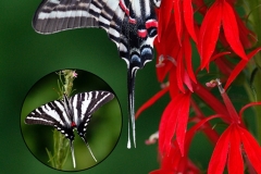 Butterfly Playing Cards 
