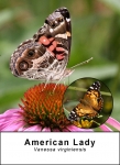 American Lady