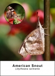 American Snout