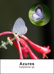 Azures