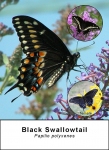 Black Swallowtail