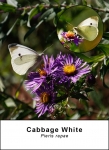 Cabbage White