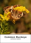 Common Buckeye