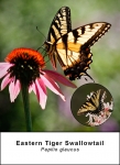 Eastern Tiger Swallowtail