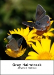 Gray Hairstreak