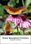 Great Spangled Fritillary