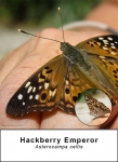 Hackberry Emperor