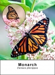 Monarch