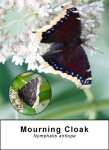Mourning Cloak