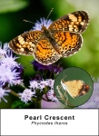 Pearl Crescent