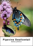 Pipevine Swallowtail
