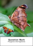 Question Mark