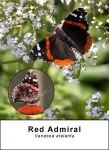 Red Admiral