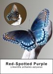 Red-spotted Purple