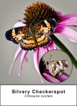 Silvery Checkerspot