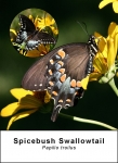 Spicebush Swallowtail
