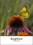 Sulphurs