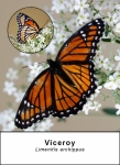 Viceroy