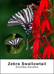 zebra Swallowtail