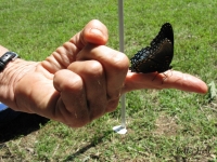 Close-up of butterfly on finger